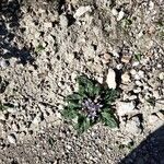 Mandragora officinarum Blodyn