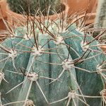 Melocactus azureus Φύλλο