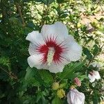 Hibiscus syriacusKwiat