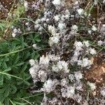 Bombycilaena erecta Blad