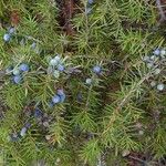 Juniperus communis Fruit