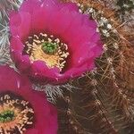 Echinocereus reichenbachii Fleur