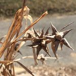 Carex grayi Fruit