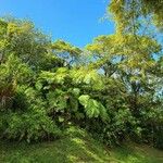 Cyathea arboreaBlad