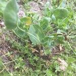 Coronilla scorpioides Leaf