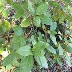 Viburnum tinusBlad