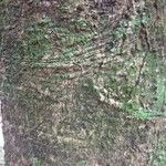 Ocotea argyrophylla 樹皮