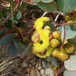 Eucalyptus preissiana Flower