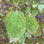 Cornus asperifoliaLeaf