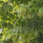 Tilia tomentosa 葉