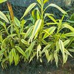 Dracaena braunii Blatt