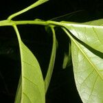 Bourreria costaricensis 葉