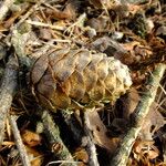 Larix kaempferi फल