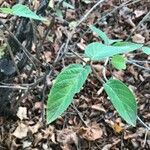 Lonicera webbiana Leaf