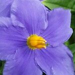 Exacum trinervium Blüte