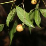 Eugenia oerstediana Fruit