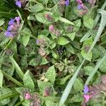 Pulmonaria affinis Květ