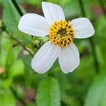 Cosmos diversifolius Flor