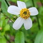 Cosmos diversifoliusFlower