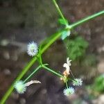 Galium rotundifolium Φρούτο