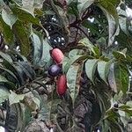 Dacryodes edulis Fruit