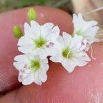 Commicarpus plumbagineus Blüte