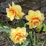 Narcissus spp.Cvet