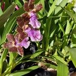 Zygopetalum maculatum പുഷ്പം