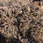 Cylindropuntia whipplei आदत