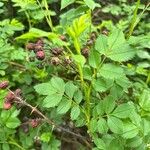 Rosa virginiana Fruto