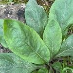 Solidago hispida برگ