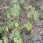 Rubus caesius 整株植物