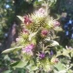 Arctium minusFlor