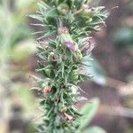 Veronica spicata Fruit