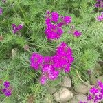 Verbena tenera ശീലം