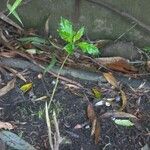 Crossandra infundibuliformis Leaf