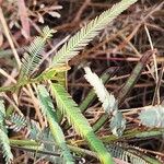 Chamaecrista mimosoides Hoja