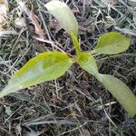 Capsicum annuum C.পাতা