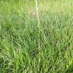 Spiranthes vernalis Habitus