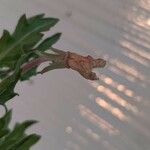 Oenothera laciniata Цвят