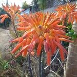 Aloe purpurea Floare