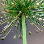 Allium cristophii Flower
