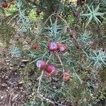 Juniperus oxycedrus Плод