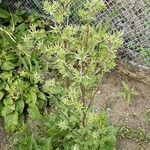 Eryngium planum Habit