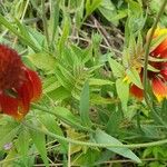 Gaillardia pulchella برگ