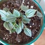 Peperomia albovittata 叶