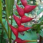 Heliconia bihai Цвят