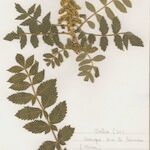 Rhus coriaria Otro