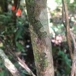 Abuta grandifolia Corteccia