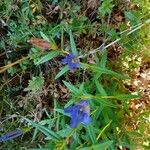 Gentiana pneumonanthe Plante entière